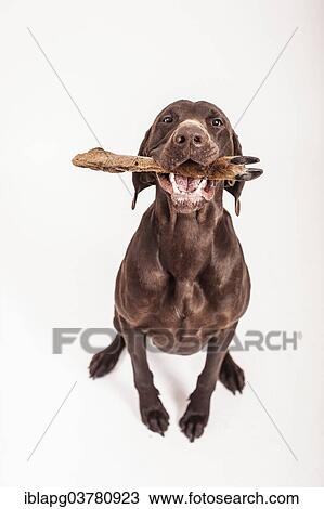 German Shorthaired Pointer gnawing on a deer leg View Large Photo Image Stock Image - German Shorthaired Pointer gnawing on a deer leg. Fotosearch