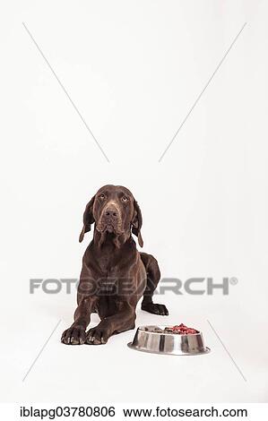 "German Shorthaired Pointer lying in front of a bowl of raw meat, raw feeding" View Large Photo Image Stock Photograph - "German Shorthaired Pointer lying in front of a bowl of raw meat, raw feeding". Fotosearch