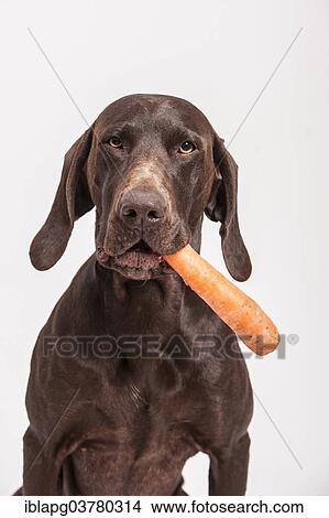 German Shorthaired Pointer retrieving a carrot View Large Photo Image Picture - German Shorthaired Pointer retrieving a carrot. Fotosearch