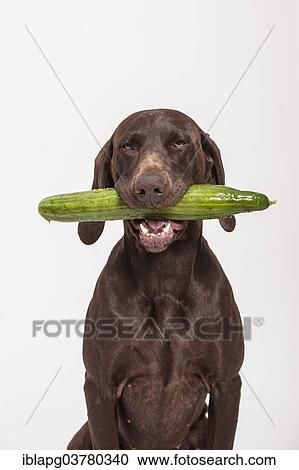 German Shorthaired Pointer retrieving a cucumber View Large Photo Image Stock Image - German Shorthaired Pointer retrieving a cucumber. Fotosearch