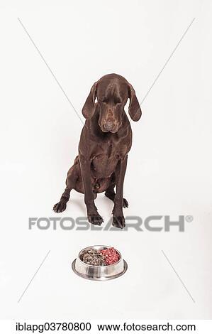 "German Shorthaired Pointer sitting in front of a bowl of raw meat, raw feeding" View Large Photo Image Stock Image - "German Shorthaired Pointer sitting in front of a bowl of raw meat, raw feeding". Fotosearch