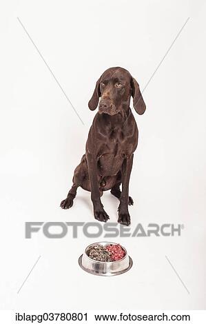 "German Shorthaired Pointer sitting in front of a bowl of raw meat, raw feeding" View Large Photo Image Stock Image - "German Shorthaired Pointer sitting in front of a bowl of raw meat, raw feeding". Fotosearch