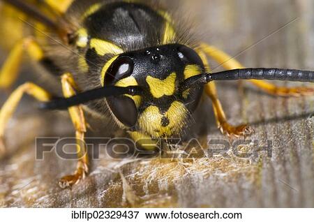 Stock Photo - "German Wasp (Vespula germanica), adult, close-up of head, chewing wood from boardwalk to make paper for nest, Crossness Nature Reserve, Bexley, Kent, England, United Kingdom, Europe". Fotosearch