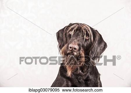 "German Wirehaired Pointer, Germany, Europe" View Large Photo Image Stock Photography - "German Wirehaired Pointer, Germany, Europe". Fotosearch