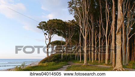 "Gespensterwald or ghost forest on the Baltic coast, Nienhagen, Mecklenburg-Western Pomerania, Germany, Europe" View Large Photo Image Stock Photography - "Gespensterwald or ghost forest on the Baltic coast, Nienhagen, Mecklenburg-Western Pomerania, Germany, Europe". Fotosearch