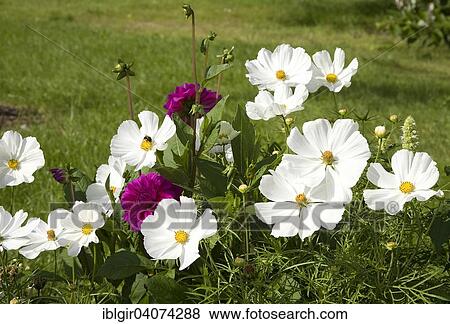 Stock Photo - Ggarden Cosmos (Cosmos bipinnatus) with red Dahlias (Dahlia sp. ). Fotosearch