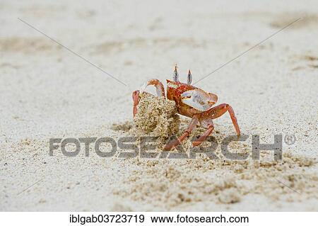 Stock Photo - "Ghost crab (Ocypode Gaudichaudii), San Cristobal Island, Galapagos Islands, Ecuador, South America". Fotosearch