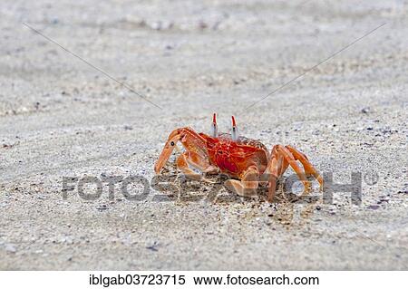 "Ghost crab (Ocypode gaudichaudii), San Cristobal Island, Galapagos Islands, Ecuador, South America" View Large Photo Image Stock Photography - "Ghost crab (Ocypode gaudichaudii), San Cristobal Island, Galapagos Islands, Ecuador, South America". Fotosearch
