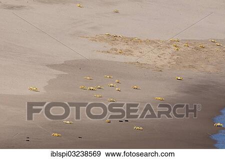 "Ghost crabs (Ocypode cursor) on the beach, Skeleton Coast National Park, Kunene Region, Namibia, Africa" View Large Photo Image Stock Photo - "Ghost crabs (Ocypode cursor) on the beach, Skeleton Coast National Park, Kunene Region, Namibia, Africa". Fotosearch