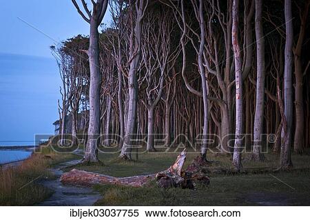 Stock Photography - "Ghost Forest on the Baltic Sea coast in the evening light, Gespensterwald, Nienhagen, Mecklenburg-Western Pomerania, Germany, Europe". Fotosearch