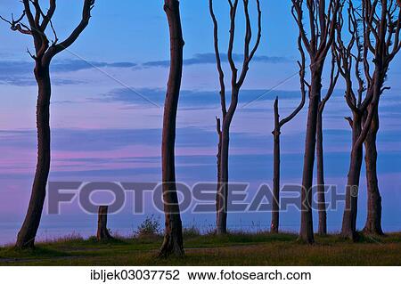 "Ghost Forest, tree silhouettes against the sky, blue hour, Nienhagen, Mecklenburg-Western Pomerania, Germany, Europe" View Large Photo Image Stock Image - "Ghost Forest, tree silhouettes against the sky, blue hour, Nienhagen, Mecklenburg-Western Pomerania, Germany, Europe". Fotosearch