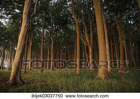 "Ghost Forest with European Beeches (Fagus sylvatica) in the evening light, Gespensterwald, Nienhagen, Mecklenburg-Western Pomerania, Germany, Europe" View Large Photo Image Stock Image - "Ghost Forest with European Beeches (Fagus sylvatica) in the evening light, Gespensterwald, Nienhagen, Mecklenburg-Western Pomerania, Germany, Europe". Fotosearch