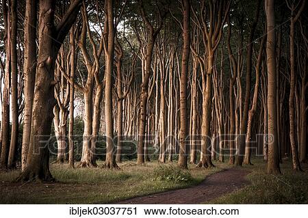 "Ghost Forest with European Beeches (Fagus sylvatica), Gespensterwald, Nienhagen, Mecklenburg-Western Pomerania, Germany, Europe" View Large Photo Image Stock Image - "Ghost Forest with European Beeches (Fagus sylvatica), Gespensterwald, Nienhagen, Mecklenburg-Western Pomerania, Germany, Europe". Fotosearch