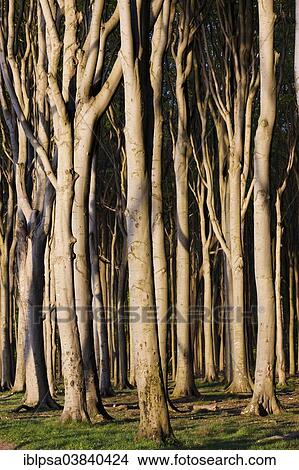 "Ghost Wood in Nienhagen, Mecklenburg-Western Pomerania, Germany, Europe" View Large Photo Image Picture - "Ghost Wood in Nienhagen, Mecklenburg-Western Pomerania, Germany, Europe". Fotosearch