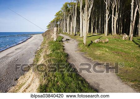 Stock Image - "Ghost Wood in Nienhagen, Mecklenburg-Western Pomerania, Germany, Europe". Fotosearch