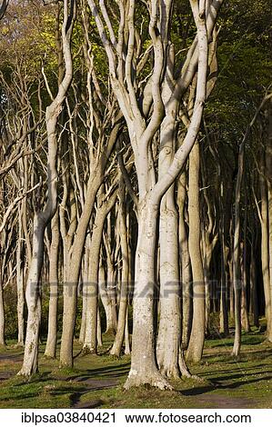 "Ghost Wood in Nienhagen, Mecklenburg-Western Pomerania, Germany, Europe" View Large Photo Image Stock Image - "Ghost Wood in Nienhagen, Mecklenburg-Western Pomerania, Germany, Europe". Fotosearch