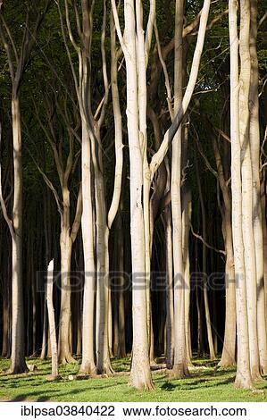 "Ghost Wood in Nienhagen, Mecklenburg-Western Pomerania, Germany, Europe" View Large Photo Image Stock Image - "Ghost Wood in Nienhagen, Mecklenburg-Western Pomerania, Germany, Europe". Fotosearch