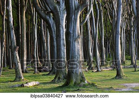 "Ghost Wood in Nienhagen, Mecklenburg-Western Pomerania, Germany, Europe" View Large Photo Image Stock Photo - "Ghost Wood in Nienhagen, Mecklenburg-Western Pomerania, Germany, Europe". Fotosearch