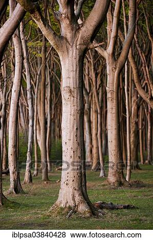 "Ghost Wood in Nienhagen, Mecklenburg-Western Pomerania, Germany, Europe" View Large Photo Image Stock Photo - "Ghost Wood in Nienhagen, Mecklenburg-Western Pomerania, Germany, Europe". Fotosearch
