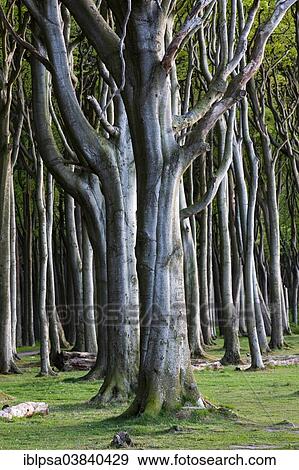 "Ghost Wood in Nienhagen, Mecklenburg-Western Pomerania, Germany, Europe" View Large Photo Image Stock Photo - "Ghost Wood in Nienhagen, Mecklenburg-Western Pomerania, Germany, Europe". Fotosearch