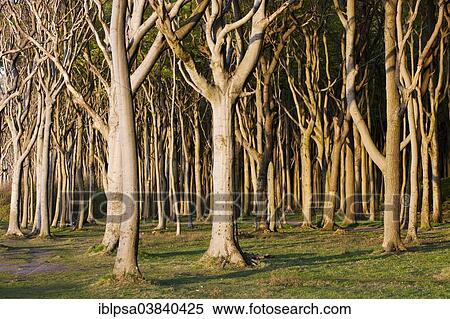 "Ghost Wood in Nienhagen, Mecklenburg-Western Pomerania, Germany, Europe" View Large Photo Image Stock Photography - "Ghost Wood in Nienhagen, Mecklenburg-Western Pomerania, Germany, Europe". Fotosearch