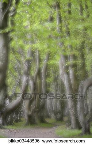 "Ghost Wood, old Beeches (Fagus sylvatica), double exposure, Binz, Mecklenburg-Western Pomerania, Germany, Europe" View Large Photo Image Stock Photograph - "Ghost Wood, old Beeches (Fagus sylvatica), double exposure, Binz, Mecklenburg-Western Pomerania, Germany, Europe". Fotosearch