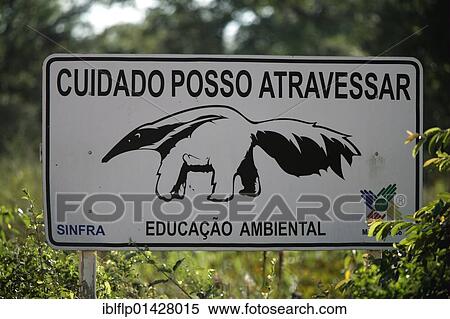 "Giant Anteater, crossing road warning sign, Pantanal, Mato Grosso, Brazil, South America" View Large Photo Image Stock Photography - "Giant Anteater, crossing road warning sign, Pantanal, Mato Grosso, Brazil, South America". Fotosearch