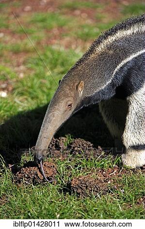 "Giant Anteater (Myrmecophaga tridactyla), adult, feeding on termites, Pantanal, Mato Grosso, Brazil, South America" View Large Photo Image Stock Image - "Giant Anteater (Myrmecophaga tridactyla), adult, feeding on termites, Pantanal, Mato Grosso, Brazil, South America". Fotosearch