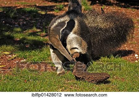 "Giant Anteater (Myrmecophaga tridactyla), adult, feeding on termites, Pantanal, Mato Grosso, Brazil, South America" View Large Photo Image Stock Image - "Giant Anteater (Myrmecophaga tridactyla), adult, feeding on termites, Pantanal, Mato Grosso, Brazil, South America". Fotosearch