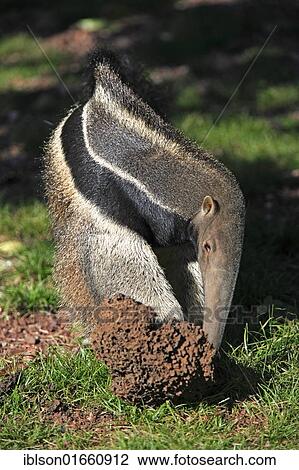 "Giant Anteater (Myrmecophaga tridactyla), adult feeding on termites in a termite mound, Pantanal, Brazil, South America" View Large Photo Image Stock Image - "Giant Anteater (Myrmecophaga tridactyla), adult feeding on termites in a termite mound, Pantanal, Brazil, South America". Fotosearch