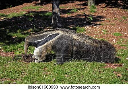 "Giant Anteater (Myrmecophaga tridactyla), adult feeding on termites in a termite mound, Pantanal, Brazil, South America" View Large Photo Image Stock Image - "Giant Anteater (Myrmecophaga tridactyla), adult feeding on termites in a termite mound, Pantanal, Brazil, South America". Fotosearch