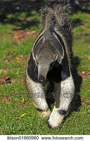 "Giant Anteater (Myrmecophaga tridactyla), adult walking, Pantanal, Brazil, South America" View Large Photo Image Stock Image - "Giant Anteater (Myrmecophaga tridactyla), adult walking, Pantanal, Brazil, South America". Fotosearch