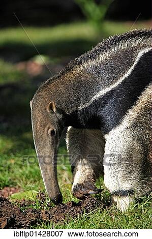 "Giant Anteater (Myrmecophaga tridactyla), adult, feeding on termites, Pantanal, Mato Grosso, Brazil, South America" View Large Photo Image Stock Photo - "Giant Anteater (Myrmecophaga tridactyla), adult, feeding on termites, Pantanal, Mato Grosso, Brazil, South America". Fotosearch