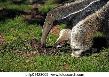 "Giant Anteater (Myrmecophaga tridactyla), adult, feeding on termites, Pantanal, Mato Grosso, Brazil, South America" View Large Photo Image Stock Photo - "Giant Anteater (Myrmecophaga tridactyla), adult, feeding on termites, Pantanal, Mato Grosso, Brazil, South America". Fotosearch
