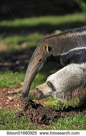 "Giant Anteater (Myrmecophaga tridactyla), portrait, adult feeding on termites in a termite mound, Pantanal, Brazil, South America" View Large Photo Image Stock Photography - "Giant Anteater (Myrmecophaga tridactyla), portrait, adult feeding on termites in a termite mound, Pantanal, Brazil, South America". Fotosearch