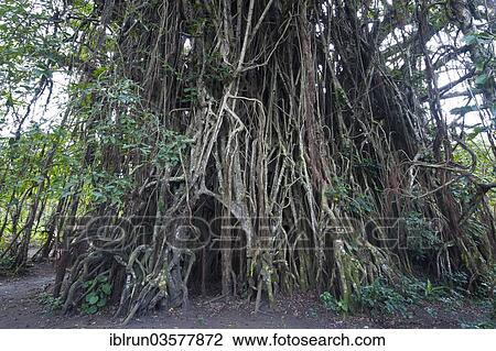 "Giant Banyan tree (Ficus sp. ), Tanna, Vanuatu, Oceania" View Large Photo Image Stock Image - "Giant Banyan tree (Ficus sp. ), Tanna, Vanuatu, Oceania". Fotosearch