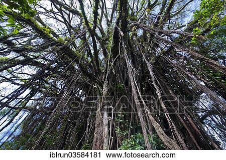 "Giant Banyan tree (Ficus sp. ), Tanna, Vanuatu, Oceania" View Large Photo Image Stock Image - "Giant Banyan tree (Ficus sp. ), Tanna, Vanuatu, Oceania". Fotosearch
