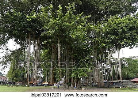 "Giant Banyan Tree (Ficus benghalensis), Candi Mendut, Mendut Temple, Mendut, Central Java, Indonesia, Asia" View Large Photo Image Stock Image - "Giant Banyan Tree (Ficus benghalensis), Candi Mendut, Mendut Temple, Mendut, Central Java, Indonesia, Asia". Fotosearch