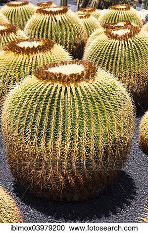 "Giant Barrel Cactus (Echinocactus platyacanthus), native to Mexico, Lanzarote, Canary Islands, Spain, Europe" View Large Photo Image Stock Image - "Giant Barrel Cactus (Echinocactus platyacanthus), native to Mexico, Lanzarote, Canary Islands, Spain, Europe". Fotosearch