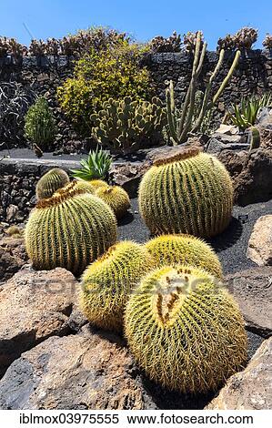"Giant Barrel Cactus (Echinocactus platyacanthus), Guatiza, Lanzarote, Canary Islands, Spain, Europe" View Large Photo Image Stock Photography - "Giant Barrel Cactus (Echinocactus platyacanthus), Guatiza, Lanzarote, Canary Islands, Spain, Europe". Fotosearch