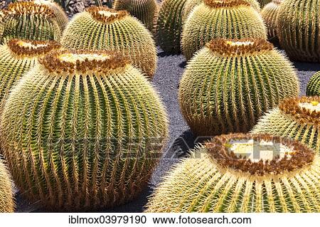 Stock Image - "Giant Barrel Cactuses (Echinocactus platyacanthus), native to Mexico, Lanzarote, Canary Islands, Spain, Europe". Fotosearch