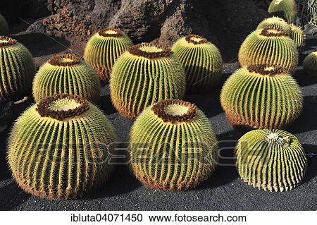 "Giant Barrel Cactuses (Echinocactus platyacanthus) in the Jardin de Cactus, by Cesar Manrique, near Guatiza, Lanzarote, Canary Islands, Spain, Europe" View Large Photo Image Stock Image - "Giant Barrel Cactuses (Echinocactus platyacanthus) in the Jardin de Cactus, by Cesar Manrique, near Guatiza, Lanzarote, Canary Islands, Spain, Europe". Fotosearch