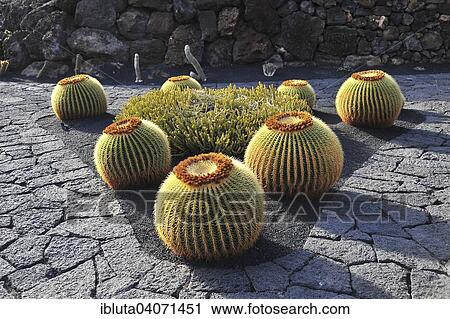 "Giant Barrel Cactuses (Echinocactus platyacanthus) in the Jardin de Cactus, by Cesar Manrique, near Guatiza, Lanzarote, Canary Islands, Spain, Europe" View Large Photo Image Stock Image - "Giant Barrel Cactuses (Echinocactus platyacanthus) in the Jardin de Cactus, by Cesar Manrique, near Guatiza, Lanzarote, Canary Islands, Spain, Europe". Fotosearch