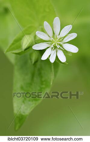 "Giant Chickweed (Stellaria aquatica, Myosoton aquaticum), flower and leaf, North Rhine-Westphalia, Germany, Europe" View Large Photo Image Stock Photo - "Giant Chickweed (Stellaria aquatica, Myosoton aquaticum), flower and leaf, North Rhine-Westphalia, Germany, Europe". Fotosearch
