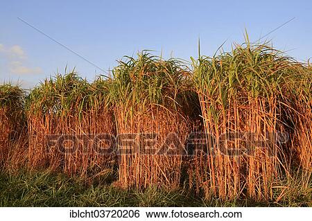 "Giant Chinese Silver Grass (Miscanthus floridulus), North Rhine-Westphalia, Germany, Europe" View Large Photo Image Stock Photograph - "Giant Chinese Silver Grass (Miscanthus floridulus), North Rhine-Westphalia, Germany, Europe". Fotosearch