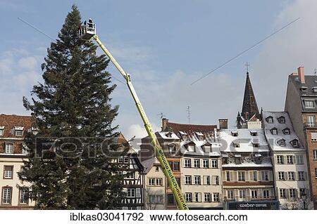 "Giant Christmas tree in front of old town houses, with a lift platform at the top, Place Kleber, Strasbourg, Departement Bas-Rhin, Alsace, France, Europe" View Large Photo Image Stock Image - "Giant Christmas tree in front of old town houses, with a lift platform at the top, Place Kleber, Strasbourg, Departement Bas-Rhin, Alsace, France, Europe". Fotosearch