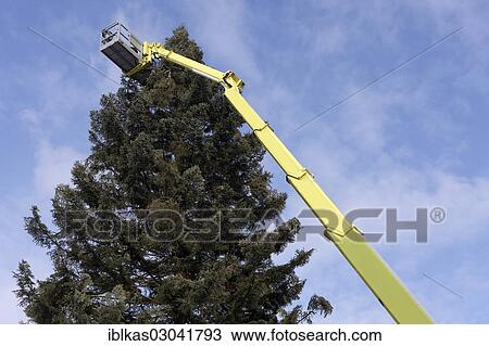 "Giant Christmas Tree, with lift platform at the top, Strasbourg, Departement Bas-Rhin, Alsace, France, Europe" View Large Photo Image Stock Image - "Giant Christmas Tree, with lift platform at the top, Strasbourg, Departement Bas-Rhin, Alsace, France, Europe". Fotosearch