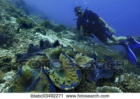 "Giant Clam (Tridacna gigas) and a scuba diver, Raja Ampat, West Papua, Indonesia, Asia" View Large Photo Image Stock Image - "Giant Clam (Tridacna gigas) and a scuba diver, Raja Ampat, West Papua, Indonesia, Asia". Fotosearch