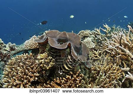 "Giant Clam (Tridacna gigas), growning in coral reef with various Acropora Corals (Acropora sp. ), Indian Ocean, Embudu, South Male Atoll, Maldives, Asia" View Large Photo Image Stock Photo - "Giant Clam (Tridacna gigas), growning in coral reef with various Acropora Corals (Acropora sp. ), Indian Ocean, Embudu, South Male Atoll, Maldives, Asia". Fotosearch