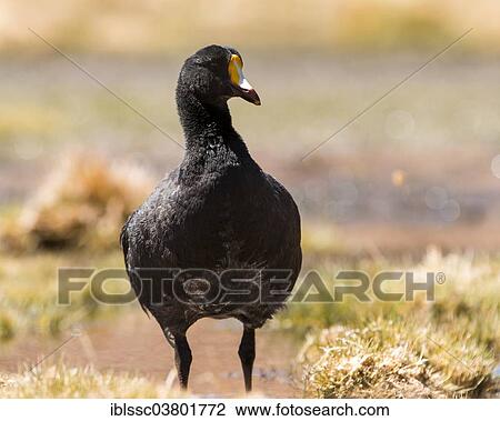 "Giant Coot (Fulica gigantea), Atacama desert, Antofagasta Region, Chile, South America" View Large Photo Image Stock Image - "Giant Coot (Fulica gigantea), Atacama desert, Antofagasta Region, Chile, South America". Fotosearch